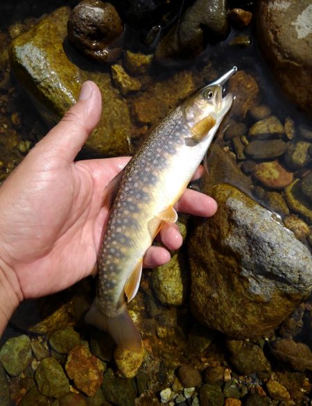 真夏のイワナ釣り